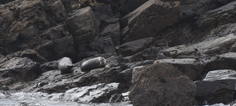 Cornwall day one – seals and seabirds trip in&nbsp;Penzance