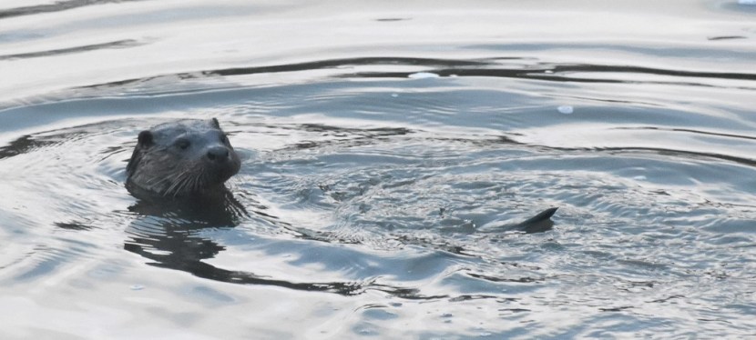 I want to&nbsp;see…