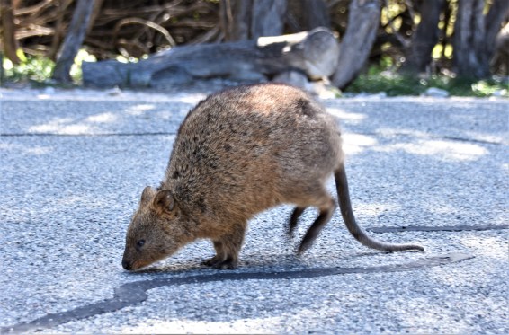 Rottnest Island Quokka 01 (2)