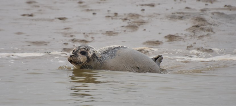 Burnham-on-Crouch – Common seals and&nbsp;seabirds