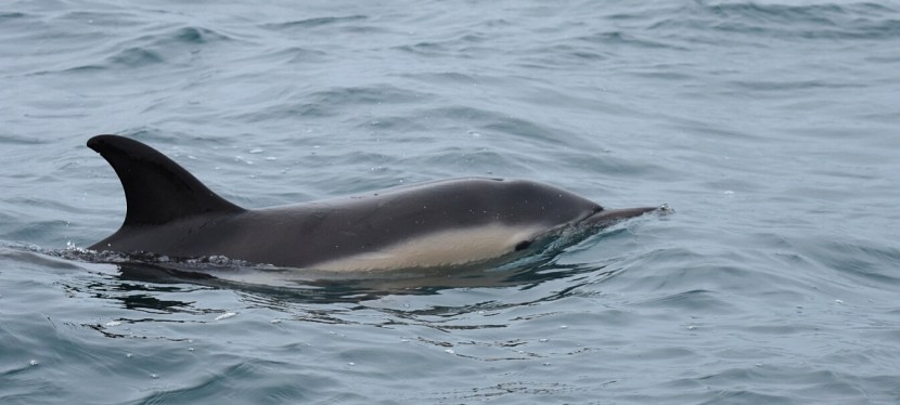 Cornwall day two – dolphin watching in Padstow!