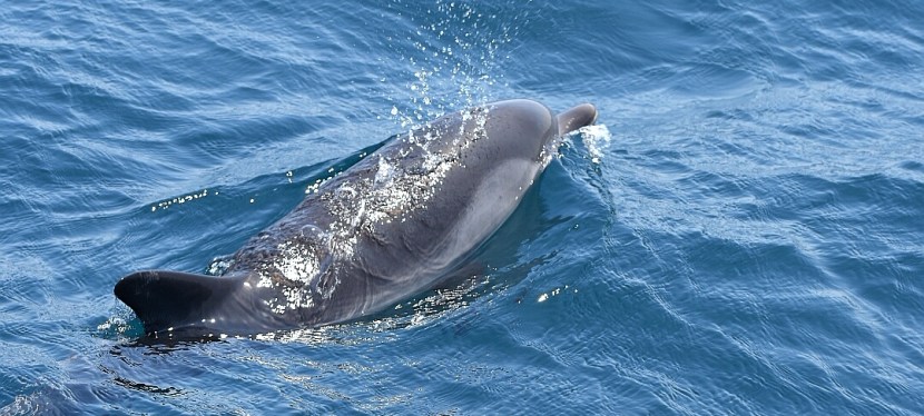Gibraltar (unplanned day 2) – Whales 0 – Striped Dolphins&nbsp;10
