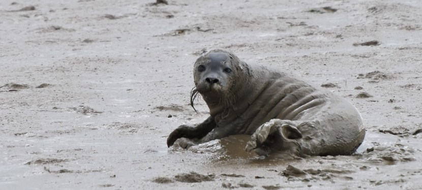Back to Burnham – Will there be seal&nbsp;pups?