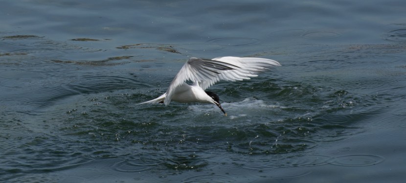 Brownsea Island & Jurassic Coast – red squirrels, seabirds and peregrine&nbsp;falcons