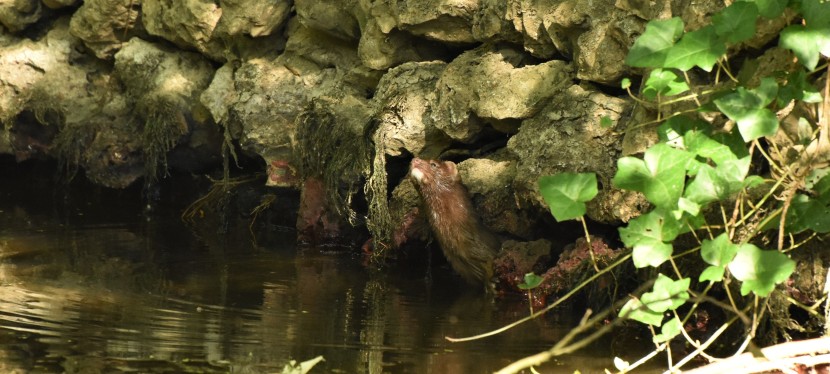 Back to Blandford – Is that an Otter? No, it’s a mink!