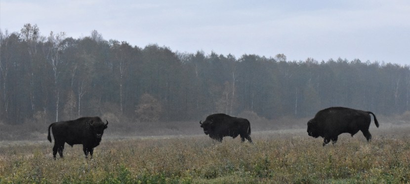 Looking for wolves and lynx in the Naliboki Forest, Belarus, and getting stuck in the&nbsp;mud.