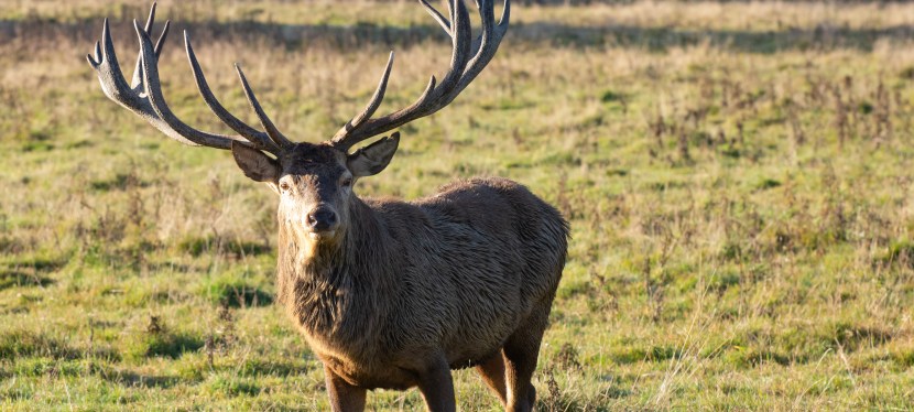 Seeing the deer rut at&nbsp;Knepp