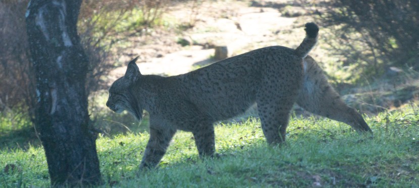 The elusive lynx, 4th time&nbsp;lucky!