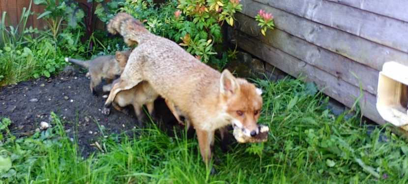 Wildlife on your doorstep – Fox cubs in the garden
