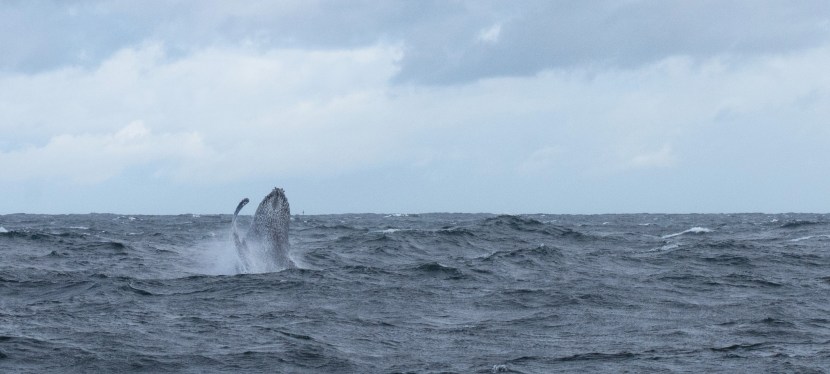 Cape Town & Hermanus – Whales and Penguins&nbsp;please