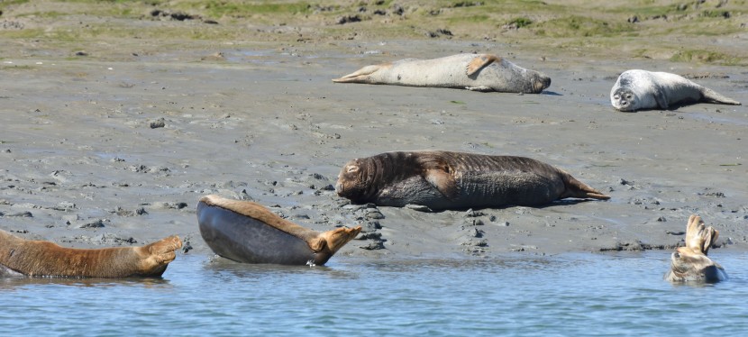 Seals from Chichester Harbour…sorry its a bit late part 1