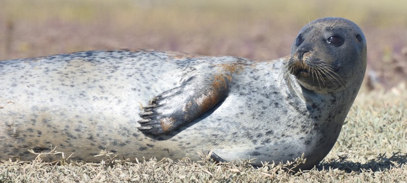 Seals from Burnham-on-Crouch…sorry it’s late part 2