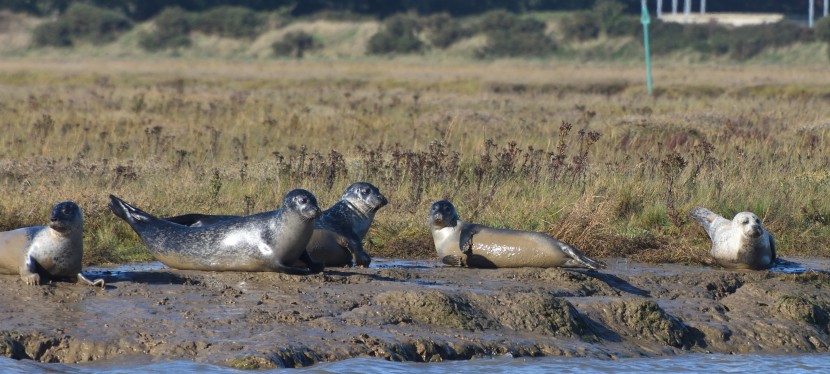 Its seal time again – Harwich / Walton-on-the-Naze