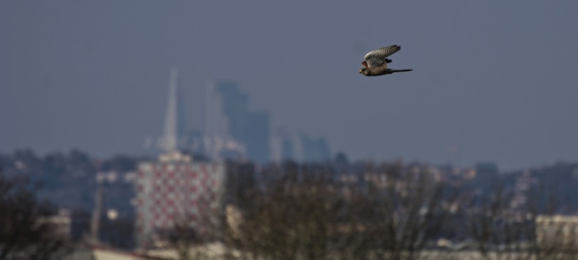 Lock Down Wildlife Walks – Peregrine Falcons, Kestrels and Skylarks in London!