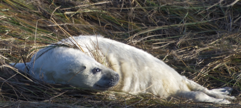 It’s that time of year again – seal pups in Norfolk