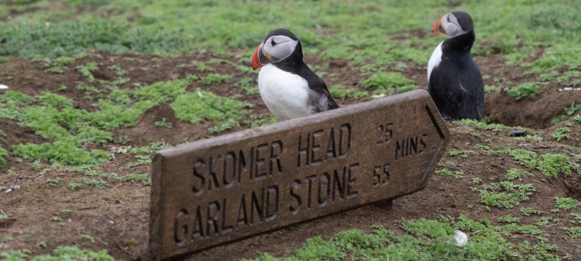 Back to Skomer