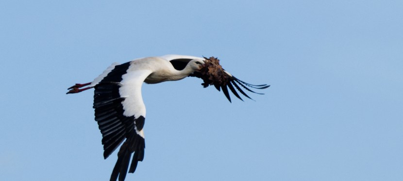 The Storks of&nbsp;Knepp